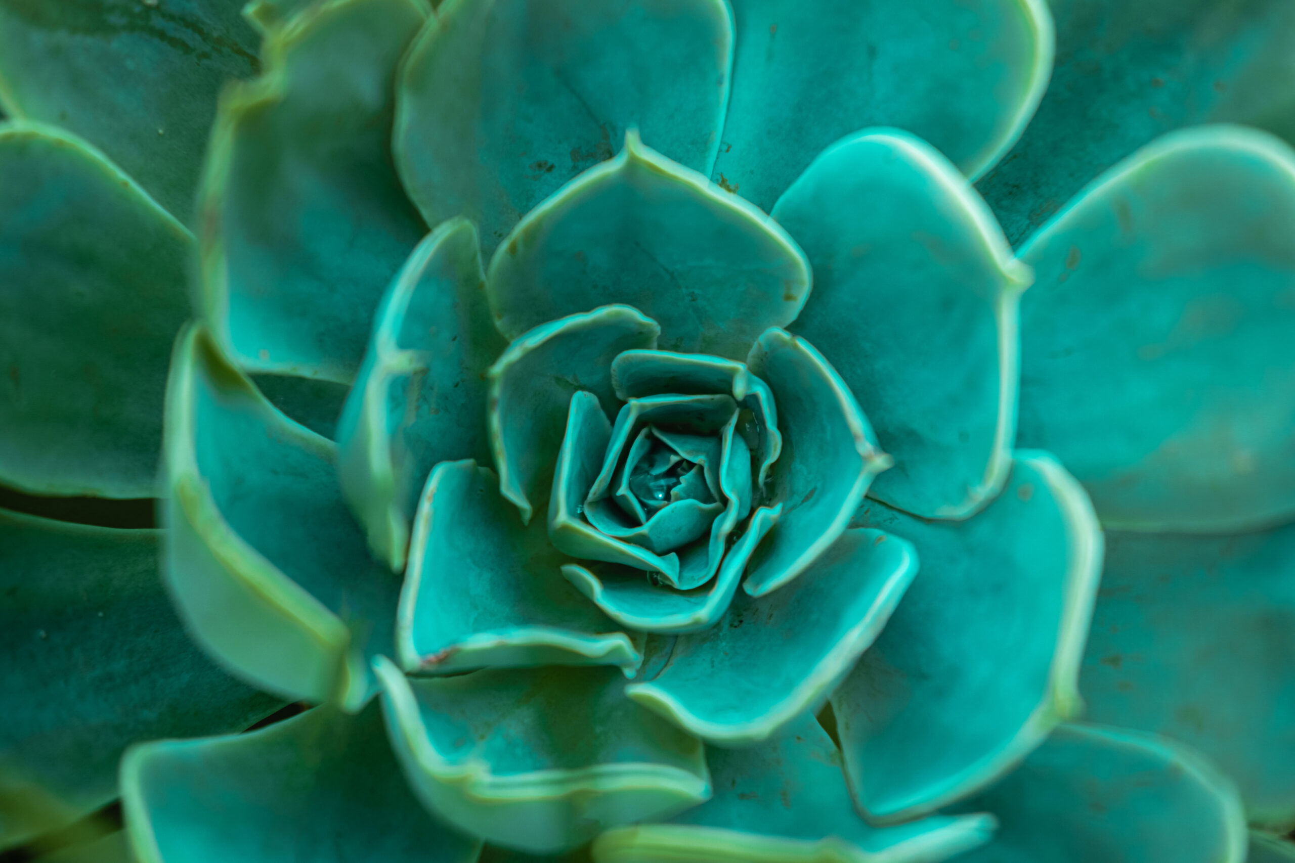 succulent closeup