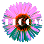 bloom graphic